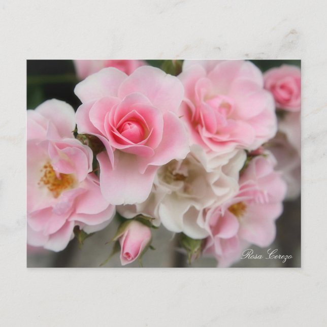 Rosa Cerezo Vykort (Framsida)