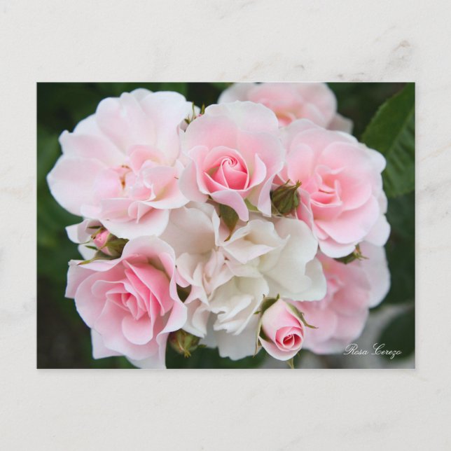 Rosa Cerezo [vykort] Vykort (Framsida)