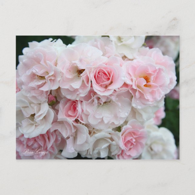 Rosa Cerezo [vykort] Vykort (Framsida)