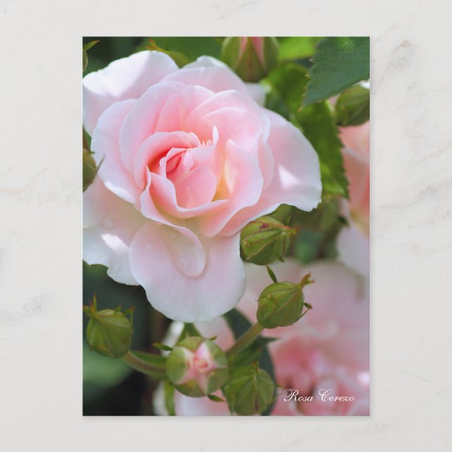 Rosa Cerezo [vykort] Vykort (Framsida)