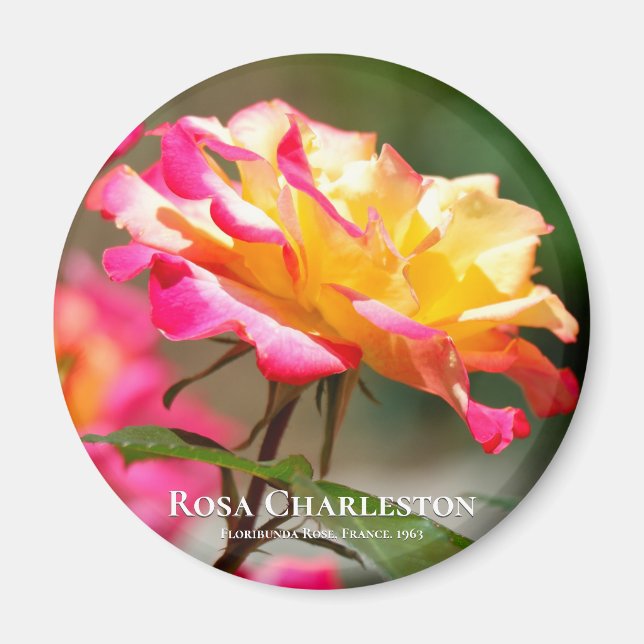 Rosa Charleston Magnet (Framsidan)
