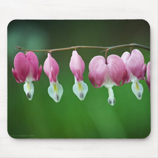 Rosa Charms Mousepad Musmatta (Framsidan)