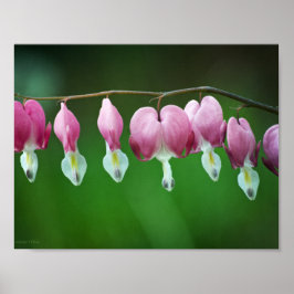Rosa Charms Print Poster