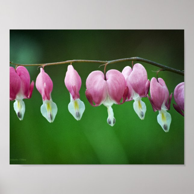 Rosa Charms Print Poster (Framsidan)