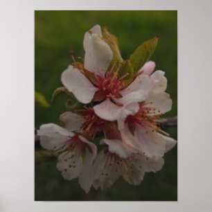 Rosa Cherry Blommar Blommigt Photo Poster
