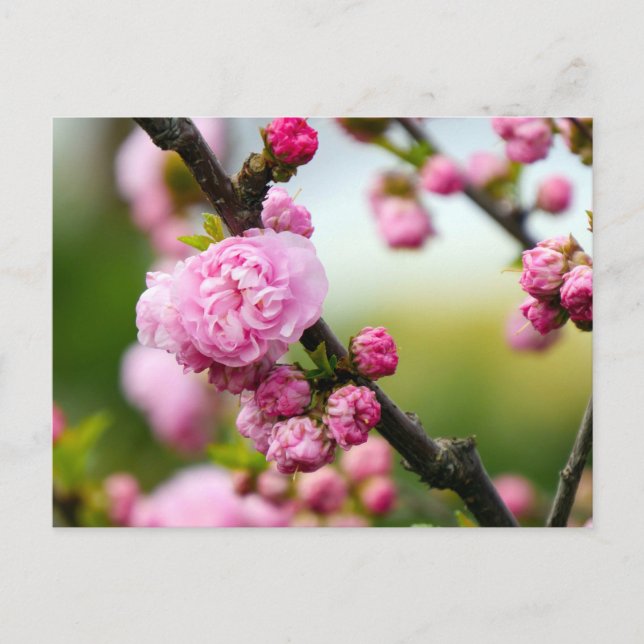 Rosa Cherry Blommar Buds Vykort (Framsida)