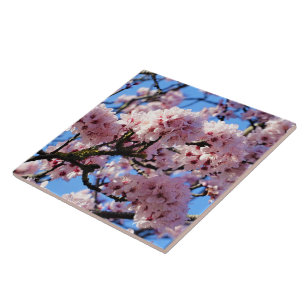 Rosa Cherry Blommar Ceramic Tile Kakelplatta