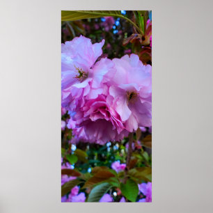 Rosa Cherry Blommar Flowers Poster
