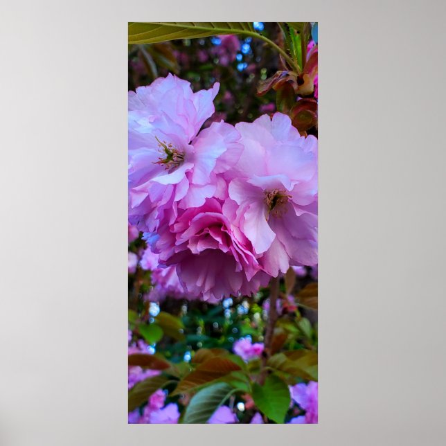 Rosa Cherry Blommar Flowers Poster (Framsidan)