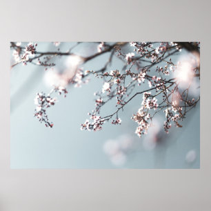 ROSA CHERRY-BLOMMAR I STÄNG FOTOGRAFI POSTER