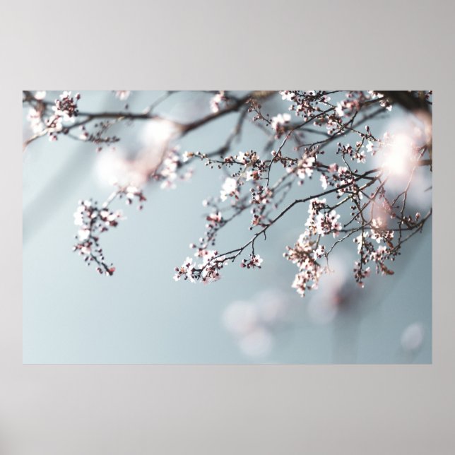 ROSA CHERRY-BLOMMAR I STÄNG FOTOGRAFI POSTER (Framsidan)