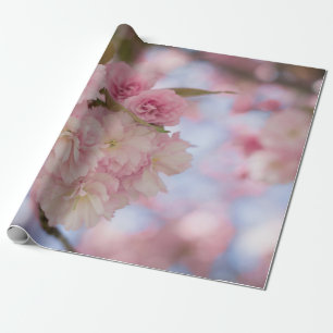 ROSA CHERRY-BLOMMAR I STÄNG FOTOGRAFI PRESENTPAPPER