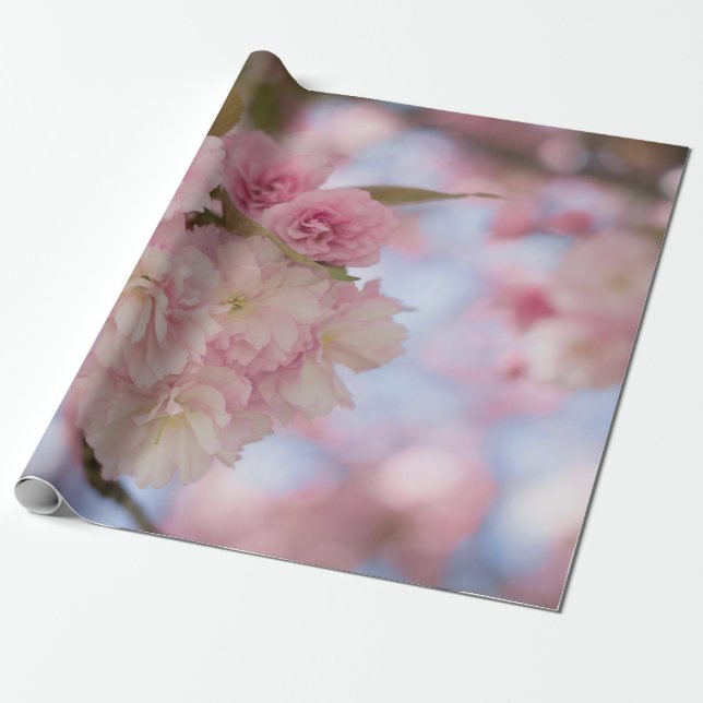 ROSA CHERRY-BLOMMAR I STÄNG FOTOGRAFI PRESENTPAPPER (Utrullad)