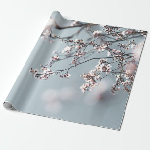 ROSA CHERRY-BLOMMAR I STÄNG FOTOGRAFI PRESENTPAPPER