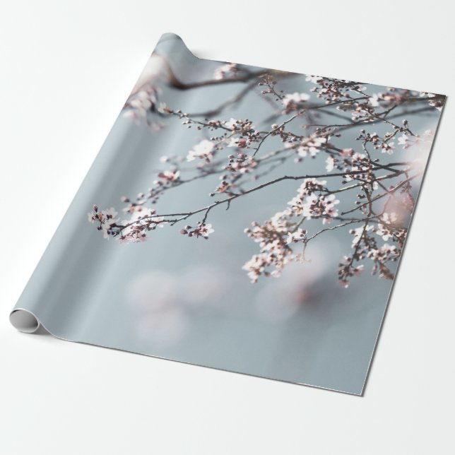 ROSA CHERRY-BLOMMAR I STÄNG FOTOGRAFI PRESENTPAPPER (Utrullad)