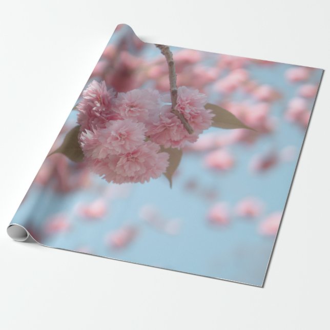 ROSA CHERRY-BLOMMAR I STÄNG FOTOGRAFI PRESENTPAPPER (Utrullad)
