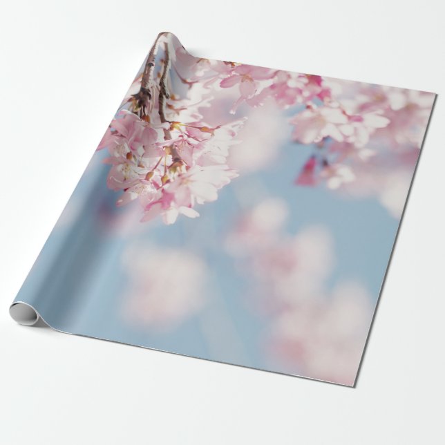 ROSA CHERRY-BLOMMAR I STÄNG FOTOGRAFI PRESENTPAPPER (Utrullad)
