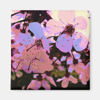 Rosa Cherry Blommar