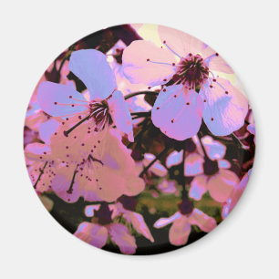 Rosa Cherry Blommar Magnet