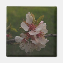 Rosa Cherry-Blommar på bakgrundsfoto för Grönt