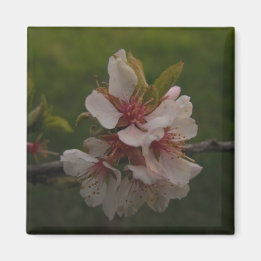 Rosa Cherry-Blommar på bakgrundsfoto för Grönt Magnet