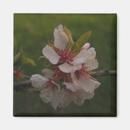 Rosa Cherry-Blommar på bakgrundsfoto för Grönt Magnet