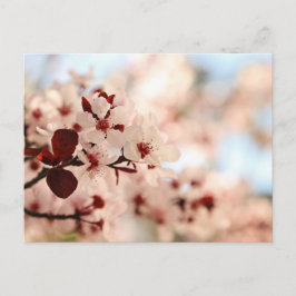 Rosa Cherry Blommar Postcard Vykort