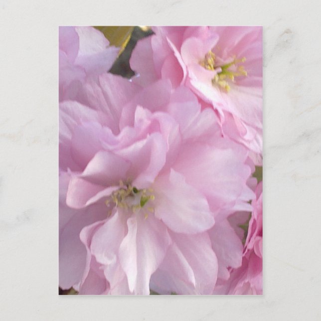 Rosa Cherry Blommar Postcard Vykort (Framsida)