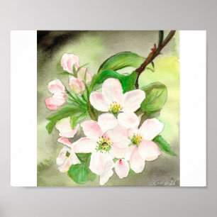 Rosa Cherry Blommar Poster