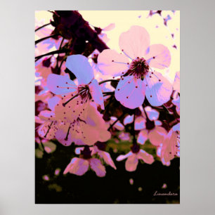 Rosa Cherry Blommar Poster