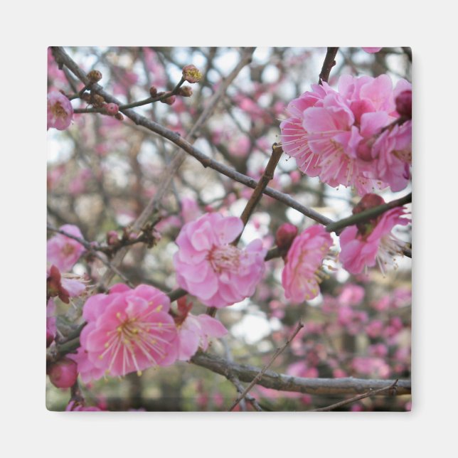 Rosa Cherry Blommar / Sakura / サ ク ラ(桜) Magnet (Framsidan)
