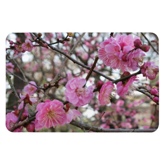 Rosa Cherry Blommar / Sakura / サ ク ラ(桜) Magnet (Horisontell)