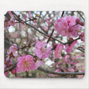 Rosa Cherry Blommar / Sakura / サ ク ラ(桜) Musmatta