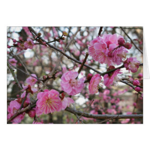 Rosa Cherry Blommar/Sakura/サ ラ(桜) kort