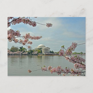 Rosa Cherry-Blommarna och Jefferson Memorial Vykort