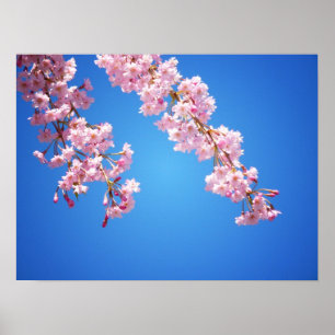 Rosa Cherry Blommars Against A Blå himmel, Medium Poster