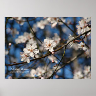 Rosa Cherry Blommars Poster