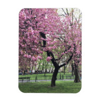 Rosa Cherry Träd Blommars Springtime New York City