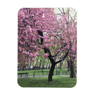 Rosa Cherry Träd Blommars Springtime New York City Magnet