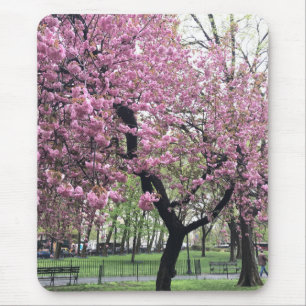 Rosa Cherry Träd Blommars Springtime New York City Musmatta