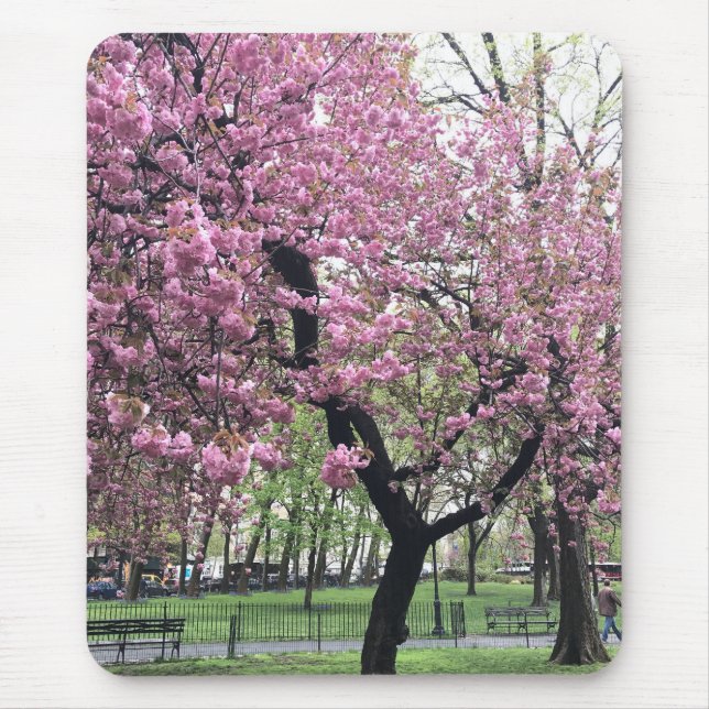 Rosa Cherry Träd Blommars Springtime New York City Musmatta (Framsidan)