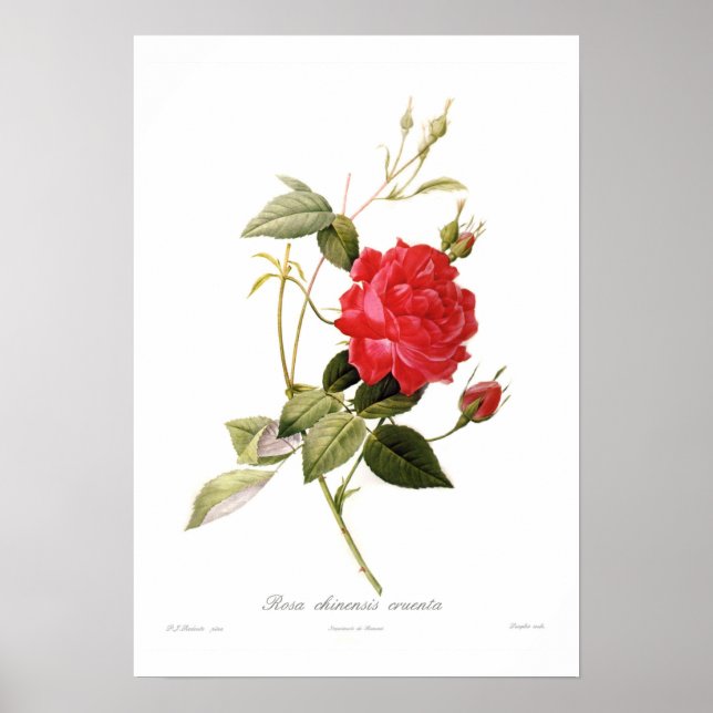 Rosa chinensis Cruenta Poster (Framsidan)