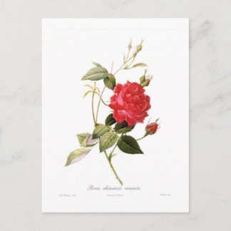 Rosa chinensis Cruenta Vykort