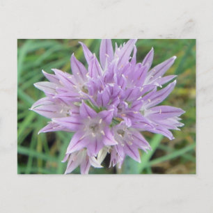 Rosa Chive Flowers Allium Schoenoprasum Vykort