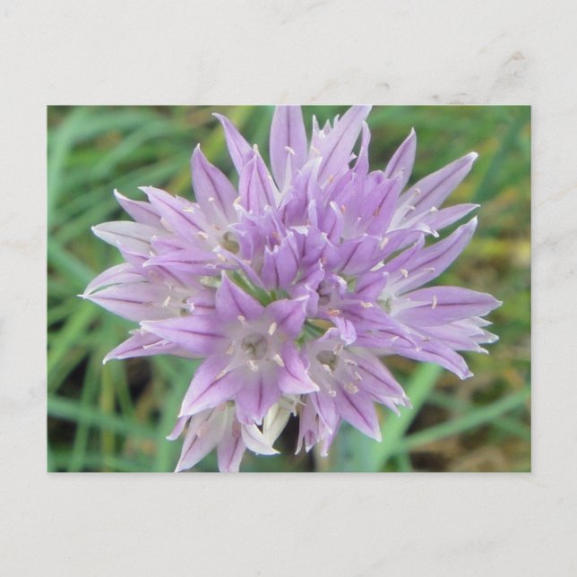 Rosa Chive Flowers Allium Schoenoprasum Vykort (Framsida)