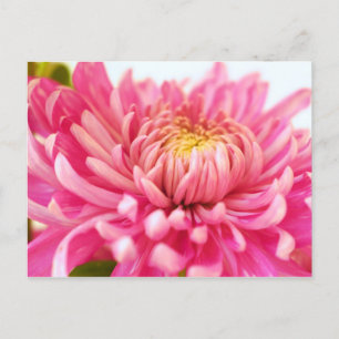 Rosa Chrysanthemum Flower Vykort