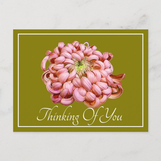 Rosa Chrysanthemum Grönt Bckground Thinking You Vykort (Framsida)