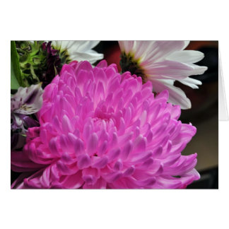 Rosa Chrysanthemum OBS Kort