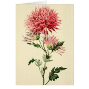 Rosa Chrysanthemumblomma för vintage Hälsningskort