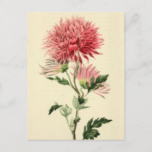 Rosa Chrysanthemumblomma för vintage Vykort